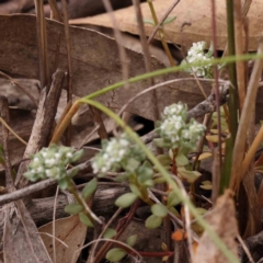 Poranthera microphylla at Bruce Ridge to Gossan Hill - 2 Oct 2023