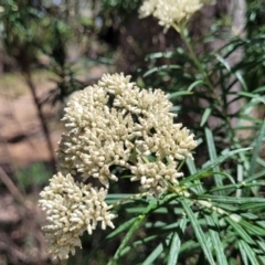 Cassinia longifolia (Shiny Cassinia, Cauliflower Bush) at Whitlands, VIC - 31 Dec 2023 by trevorpreston