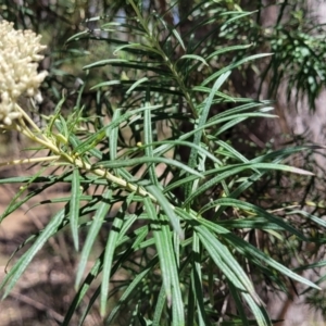 Cassinia longifolia at Whitlands, VIC - 31 Dec 2023