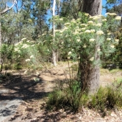 Cassinia longifolia at Whitlands, VIC - 31 Dec 2023