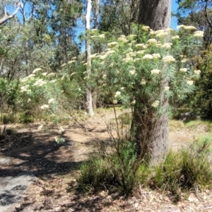 Cassinia longifolia at Whitlands, VIC - 31 Dec 2023