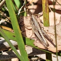 Unidentified Grasshopper (several families) at Whitlands, VIC - 31 Dec 2023 by trevorpreston