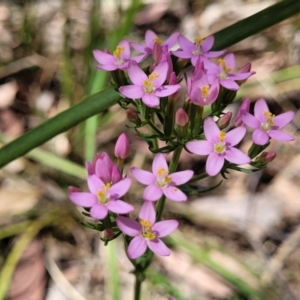 Centaurium erythraea at Whitlands, VIC - 31 Dec 2023 02:33 PM