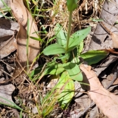 Centaurium erythraea at Whitlands, VIC - 31 Dec 2023 02:33 PM