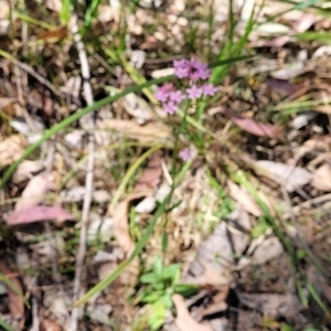 Centaurium erythraea at Whitlands, VIC - 31 Dec 2023 02:33 PM