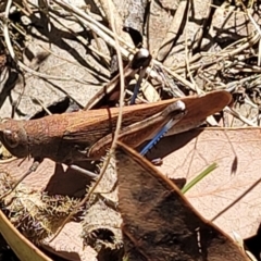 Goniaea opomaloides (Mimetic Gumleaf Grasshopper) at Whitlands, VIC - 31 Dec 2023 by trevorpreston
