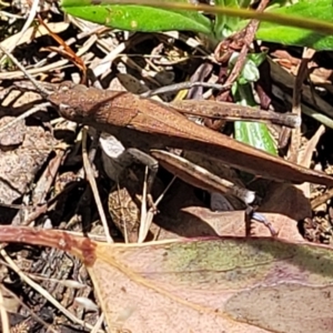 Goniaea opomaloides at Powers Lookout Scenic Reserve - 31 Dec 2023 02:32 PM