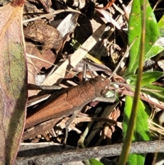 Goniaea opomaloides at Powers Lookout Scenic Reserve - 31 Dec 2023 02:32 PM