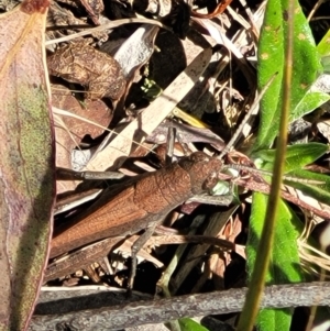 Goniaea opomaloides at Powers Lookout Scenic Reserve - 31 Dec 2023 02:32 PM