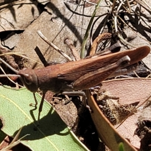 Goniaea opomaloides at Powers Lookout Scenic Reserve - 31 Dec 2023 02:32 PM