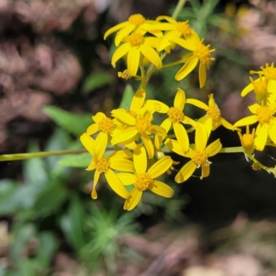 Senecio linearifolius (Fireweed Groundsel, Fireweed) at Whitlands, VIC - 31 Dec 2023 by trevorpreston