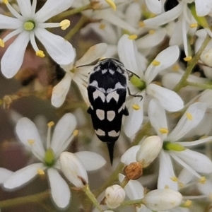 Hoshihananomia leucosticta at The Pinnacle - 31 Dec 2023