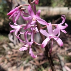 Dipodium roseum (Rosy Hyacinth Orchid) at Powers Lookout Scenic Reserve - 31 Dec 2023 by trevorpreston