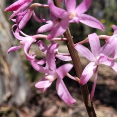 Dipodium roseum at Whitlands, VIC - 31 Dec 2023