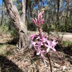 Dipodium roseum at Whitlands, VIC - 31 Dec 2023