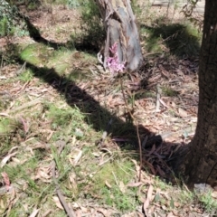 Dipodium roseum at Whitlands, VIC - suppressed