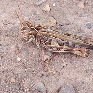 Austroicetes sp. (genus) at Tolmie, VIC - 31 Dec 2023