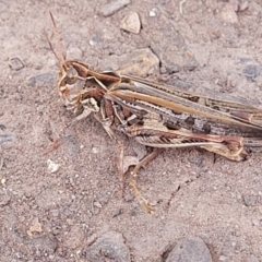 Austroicetes sp. (genus) (A grasshopper) at Tolmie, VIC - 31 Dec 2023 by trevorpreston