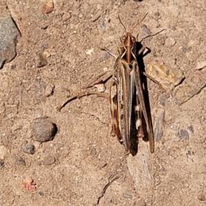 Austroicetes sp. (genus) at Tolmie, VIC - 31 Dec 2023