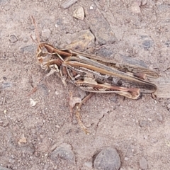 Austroicetes sp. (genus) at Tolmie, VIC - 31 Dec 2023