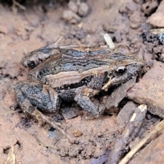 Crinia sp. (genus) at Tolmie, VIC - 31 Dec 2023 by trevorpreston