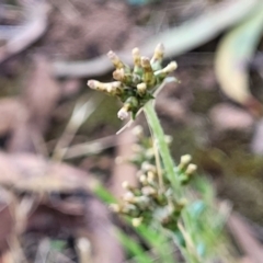 Euchiton japonicus (Creeping Cudweed) at Tolmie, VIC - 31 Dec 2023 by trevorpreston