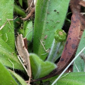Solenogyne gunnii at Tolmie, VIC - 31 Dec 2023 12:07 PM