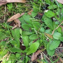 Solenogyne gunnii at Tolmie, VIC - 31 Dec 2023 12:07 PM