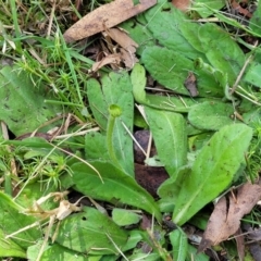 Solenogyne gunnii at Tolmie, VIC - 31 Dec 2023 12:07 PM