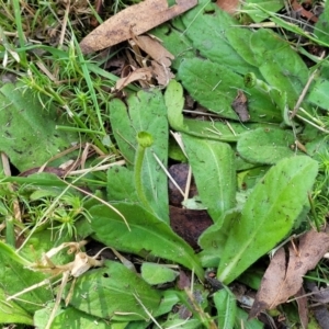 Solenogyne gunnii at Tolmie, VIC - 31 Dec 2023 12:07 PM