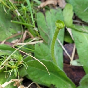 Solenogyne gunnii at Tolmie, VIC - 31 Dec 2023