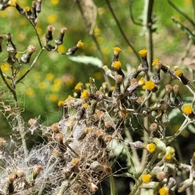 Senecio hispidulus at Tolmie, VIC - 31 Dec 2023 by trevorpreston