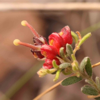 Grevillea alpina (Mountain Grevillea / Cat's Claws Grevillea) at Bruce Ridge - 2 Oct 2023 by ConBoekel