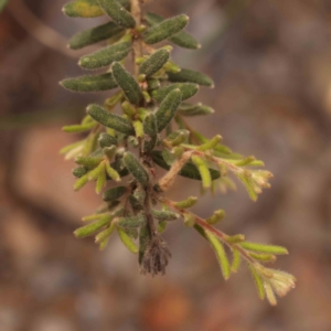 Grevillea alpina at Bruce Ridge - 2 Oct 2023