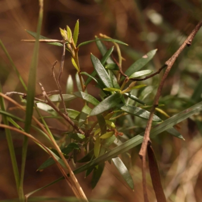 Grevillea (genus) (Grevillea) at Bruce Ridge - 2 Oct 2023 by ConBoekel