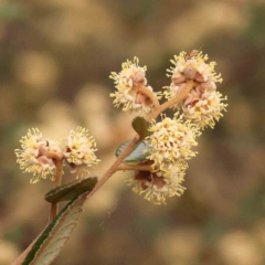 Pomaderris betulina (Birch Pomaderris) at Bruce Ridge to Gossan Hill - 1 Oct 2023 by ConBoekel