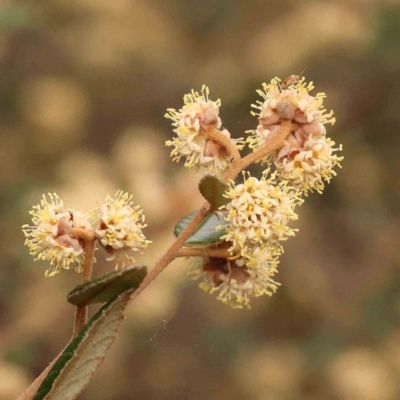 Pomaderris betulina (Birch Pomaderris) at Bruce Ridge to Gossan Hill - 1 Oct 2023 by ConBoekel