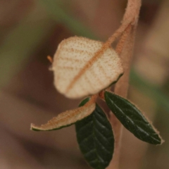 Pomaderris betulina at Bruce Ridge to Gossan Hill - 2 Oct 2023