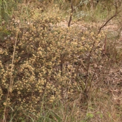 Pomaderris betulina at Bruce Ridge to Gossan Hill - 2 Oct 2023 10:57 AM