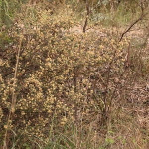 Pomaderris betulina at Bruce Ridge to Gossan Hill - 2 Oct 2023