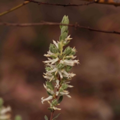 Brachyloma daphnoides (Daphne Heath) at Bruce Ridge - 1 Oct 2023 by ConBoekel