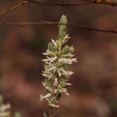 Brachyloma daphnoides (Daphne Heath) at Bruce Ridge - 1 Oct 2023 by ConBoekel