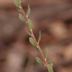 Brachyloma daphnoides at Bruce Ridge - 2 Oct 2023