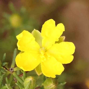 Hibbertia calycina at Bruce Ridge to Gossan Hill - 2 Oct 2023 09:35 AM