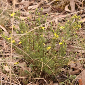 Hibbertia calycina at Bruce Ridge to Gossan Hill - 2 Oct 2023 09:35 AM