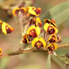 Daviesia mimosoides subsp. mimosoides at Bruce Ridge to Gossan Hill - 1 Oct 2023 by ConBoekel