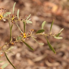 Daviesia mimosoides subsp. mimosoides at Bruce Ridge - 2 Oct 2023