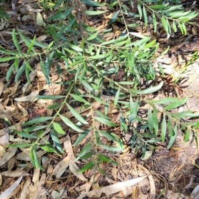 Acacia verniciflua (Varnish Wattle) at Mansfield Wetlands - 30 Dec 2023 by trevorpreston