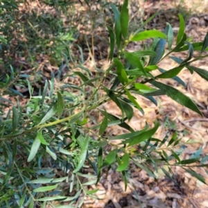 Acacia verniciflua at Mansfield, VIC - 31 Dec 2023