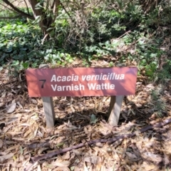 Acacia verniciflua at Mansfield, VIC - 31 Dec 2023
